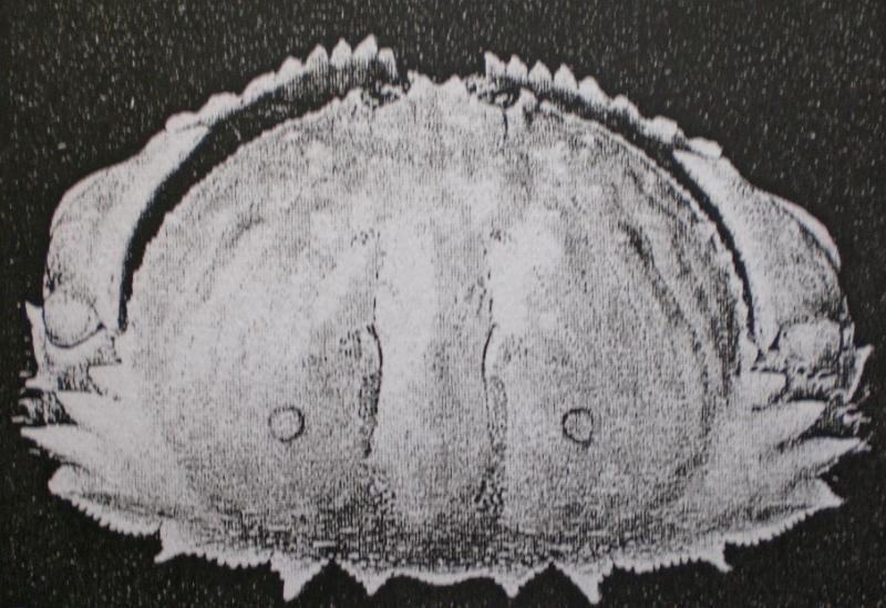 Calappa acutispina.jpg